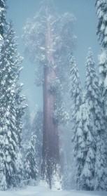 Sequoiadendron giganteum