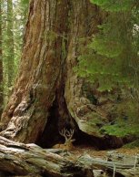 Sequoiadendron giganteum (és szarvas az oduban)