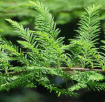 Taxodium distichum (lombozat)