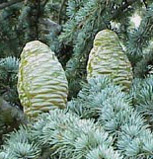 Cedrus atlantica