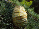 Cedrus libanii