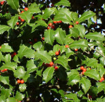 Ilex opaca