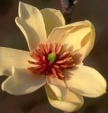 Magnolia 'Butterflies'