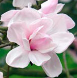 Magnolia 'Caerhays Surprise'