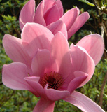Magnolia 'Caerhays Surprise'