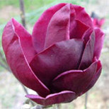 Magnolia 'Genie'