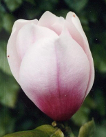 Magnolia 'Hot Lips'