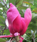 Magnolia 'March til Frost'