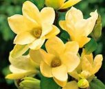 Magnolia 'Yellow River'