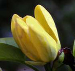 Magnolia acuminata 'Brenda'