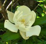 Magnolia grandiflora 'Exmouth'