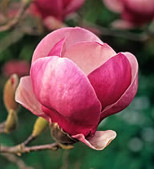 Magnolia sp.