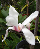 Magnolia sp.